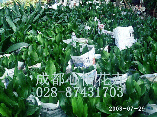 成都植物租賃成品